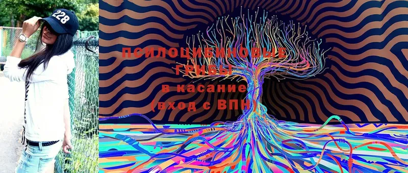 Псилоцибиновые грибы Cubensis  Рассказово 